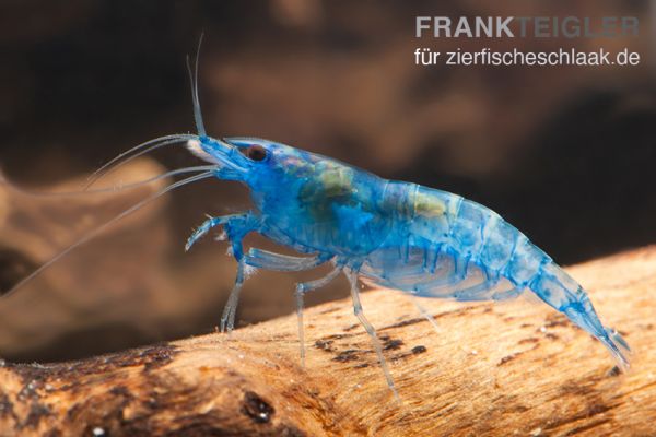 Blue Dream – Neocaridina davidi